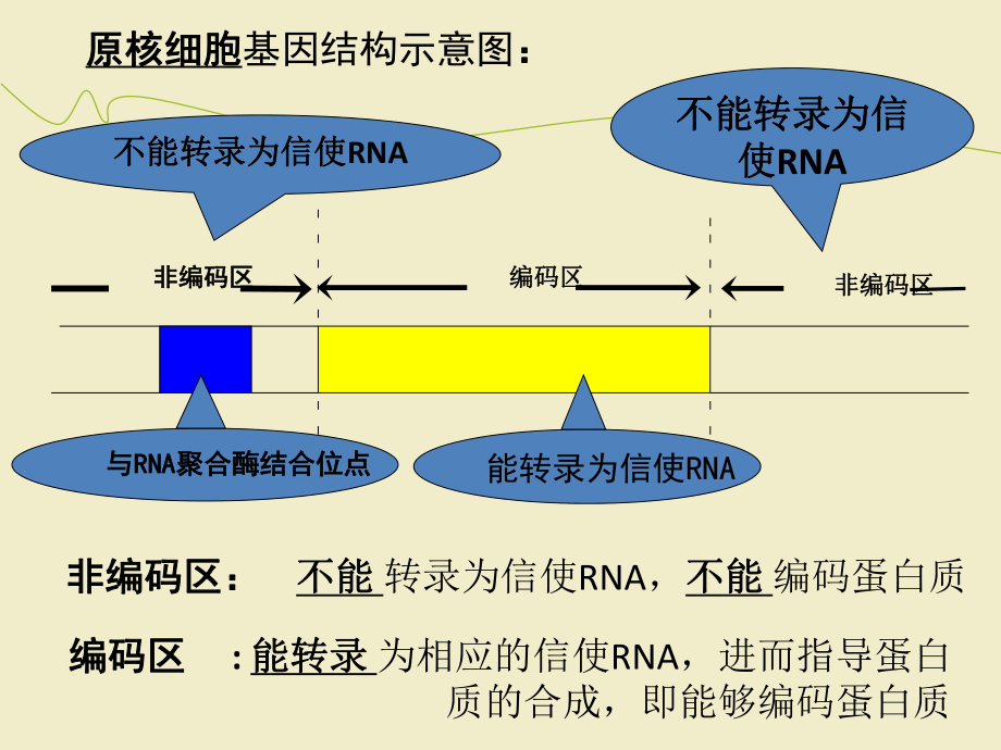 真核原核细胞基因结构示意图_第1页