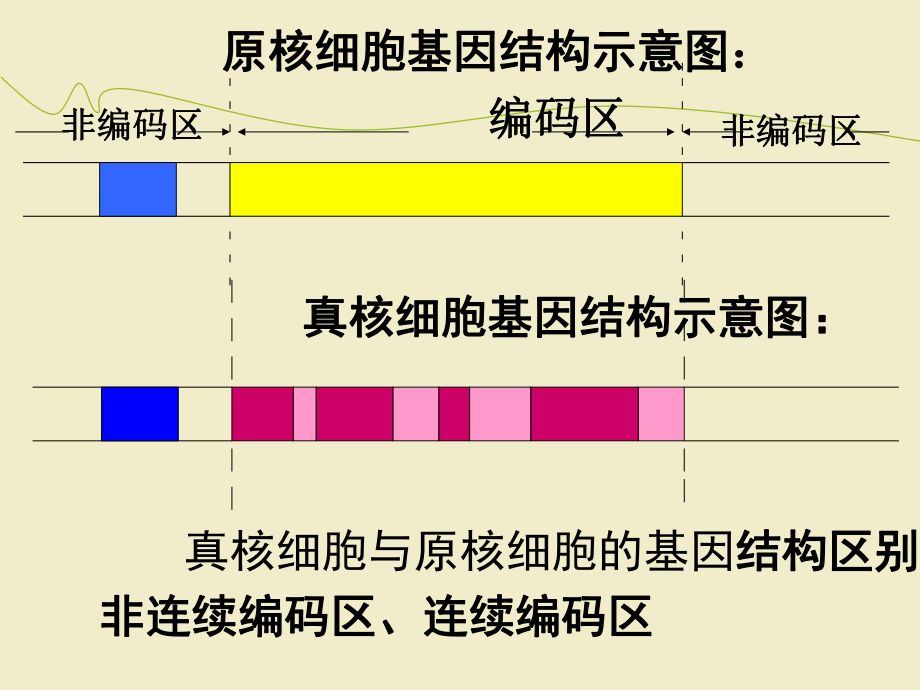 原核细胞基因结构图片