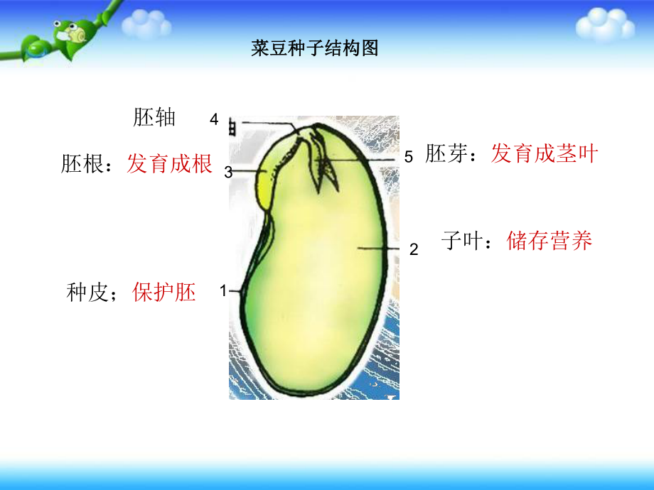 三年级下册科学科课件－《植物的种子》｜人教版 2_第1页