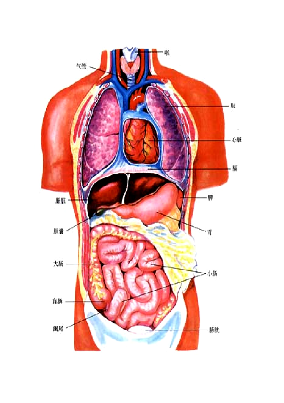 人体颈部器官分布图图片