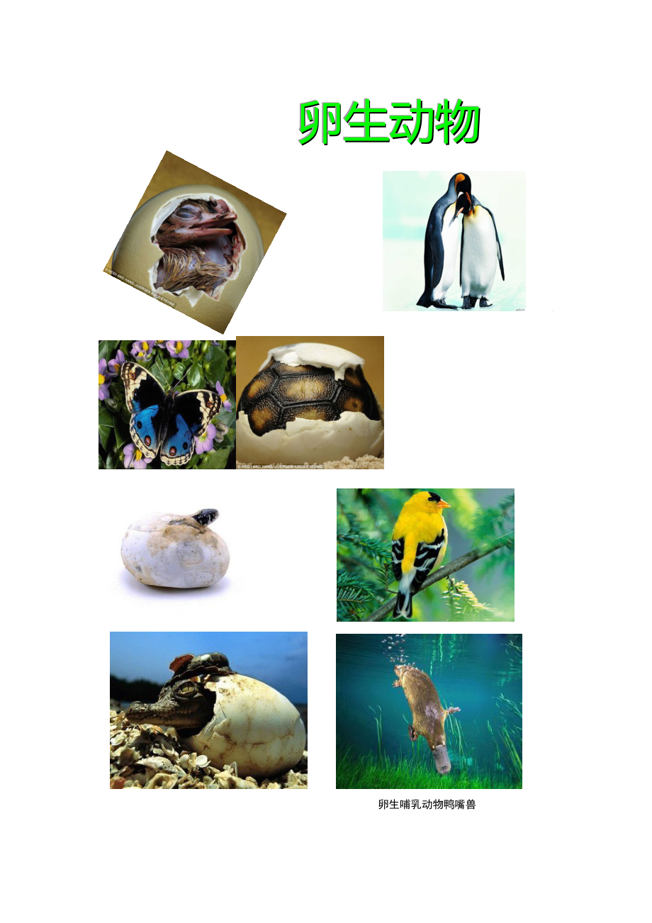 卵生动物过程图片
