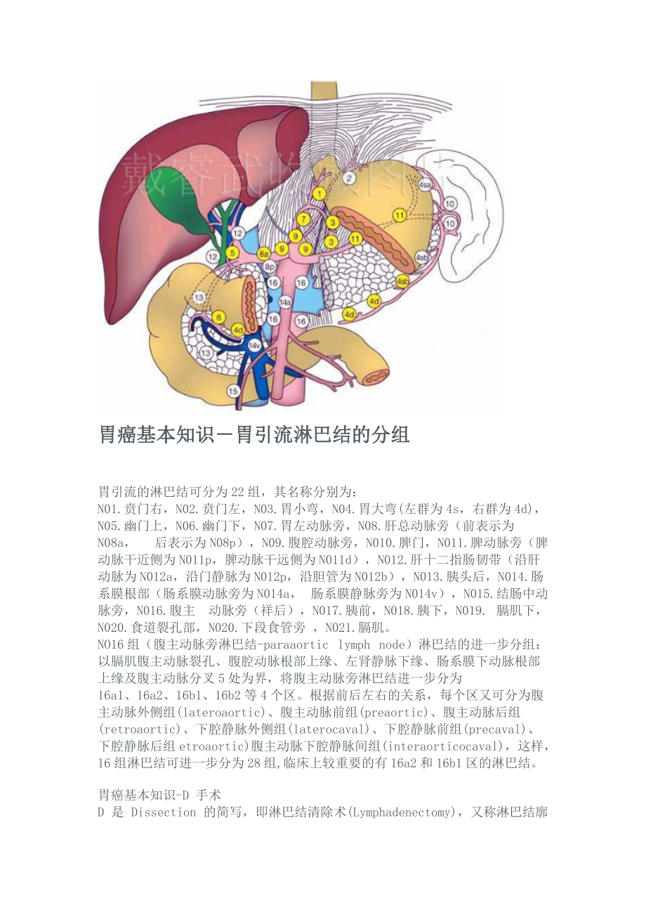 胃的淋巴结分组示意图图片