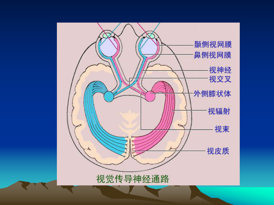 视神经管位于哪里图片