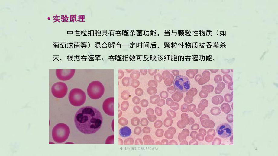 中性粒细胞吞噬图片