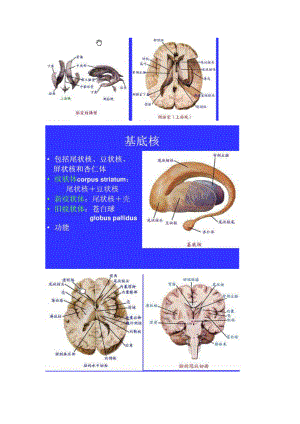 中枢神经系统解剖图1