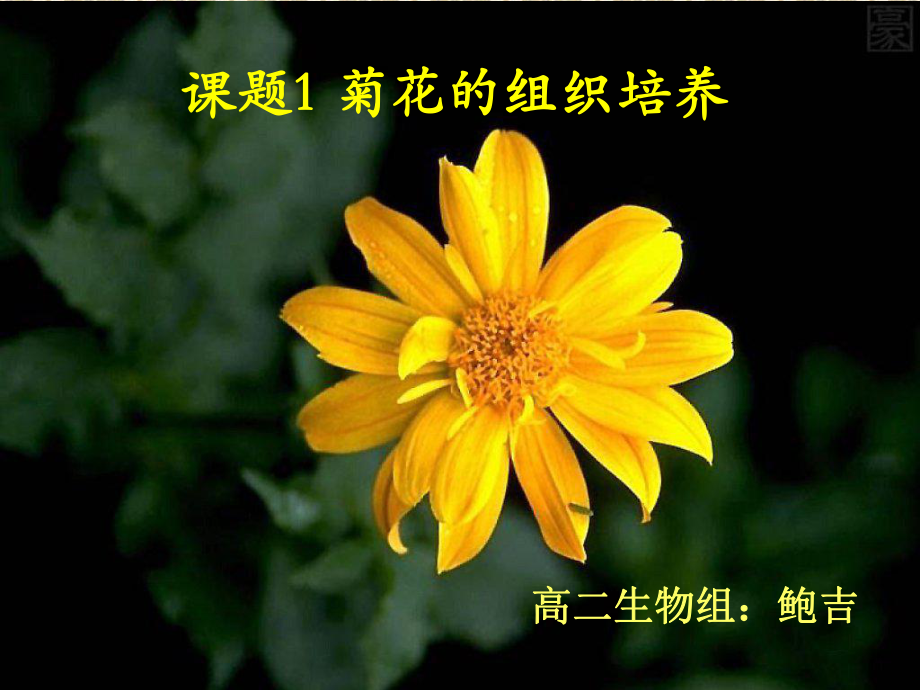 人教版高中生物選修一專題3課題1《菊花的組織培養(yǎng)》 課件 (共45.ppt)_第1頁