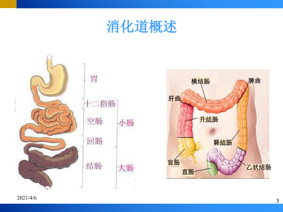 炎症性肠病ibd文档资料