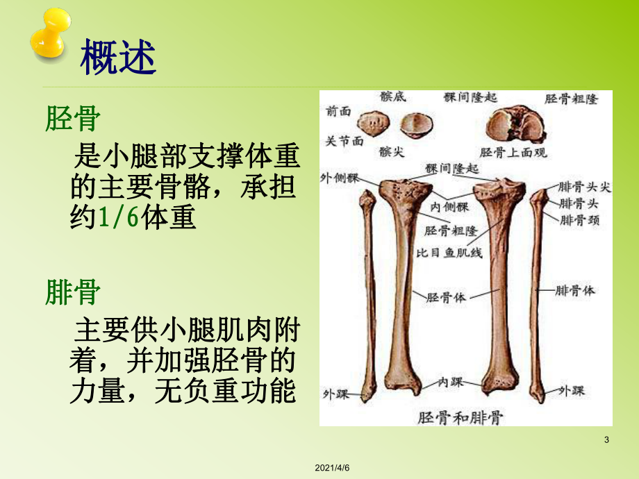 胫侧腓侧图片