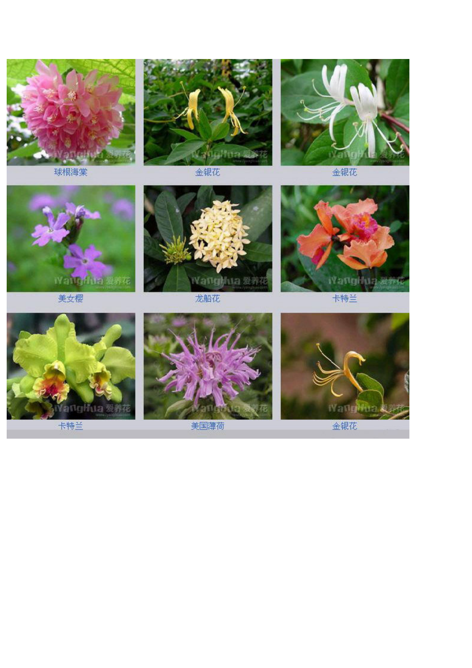 各种花的名称图片