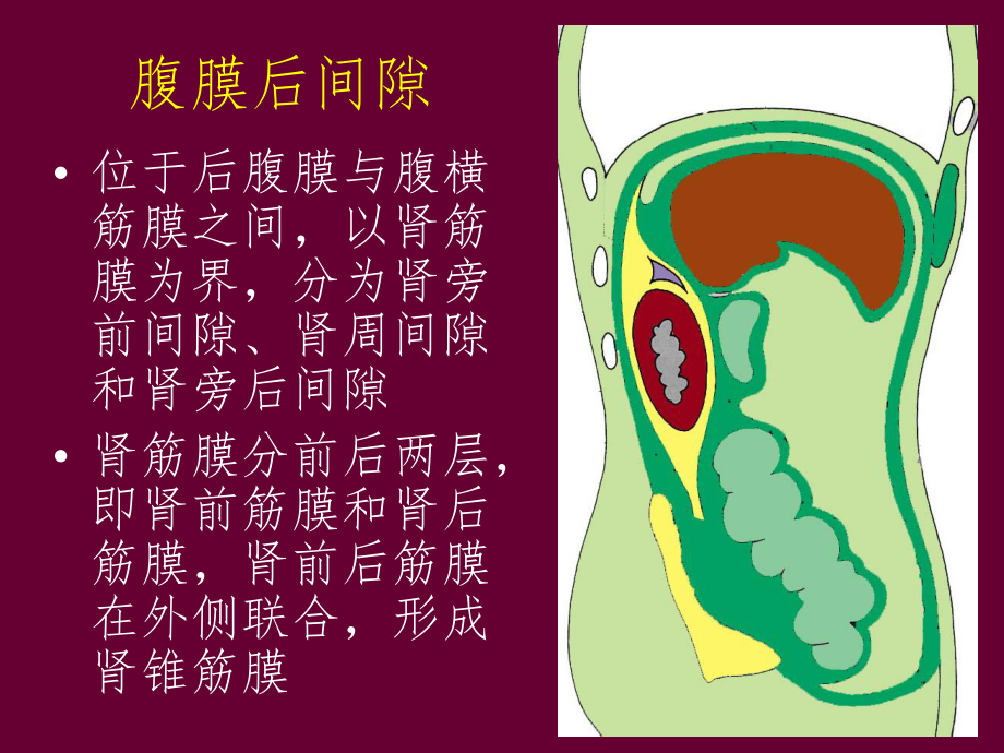 腹膜后位置解剖图图片