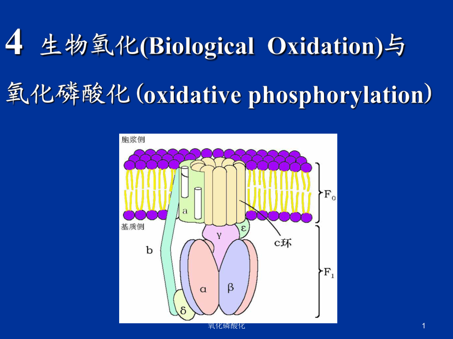 氧化磷酸化课件_第1页