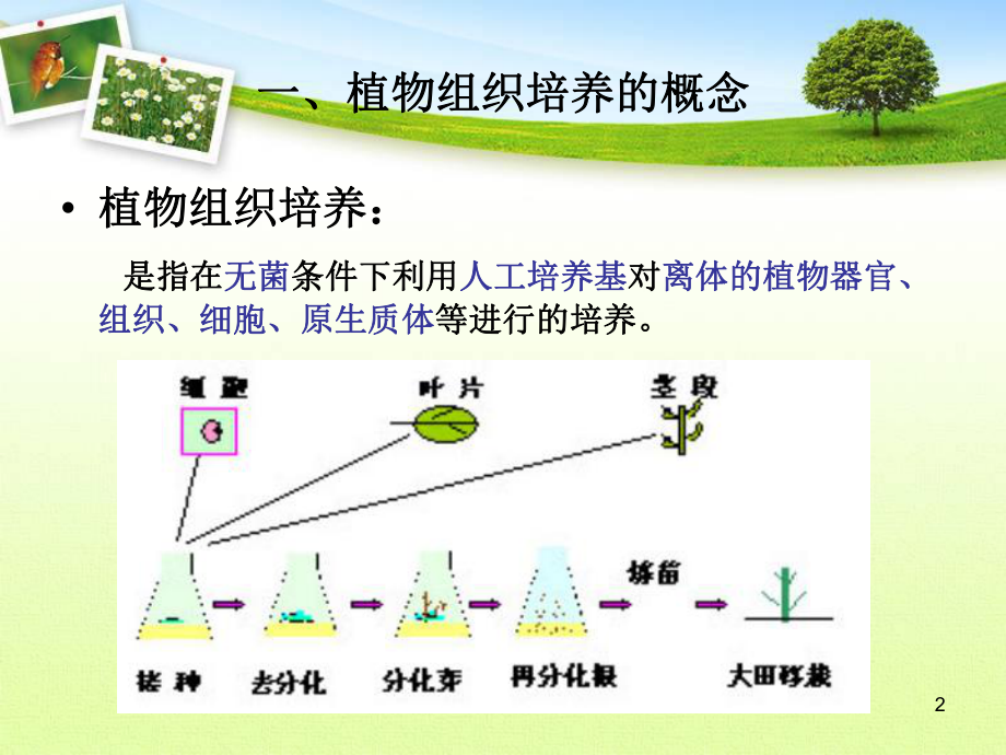 植物组织培养演示幻灯片