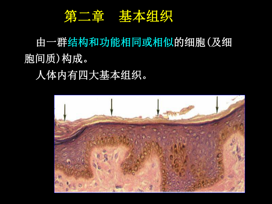 (人體結(jié)構(gòu)學(xué))第二章 基本組織 上皮組織_第1頁