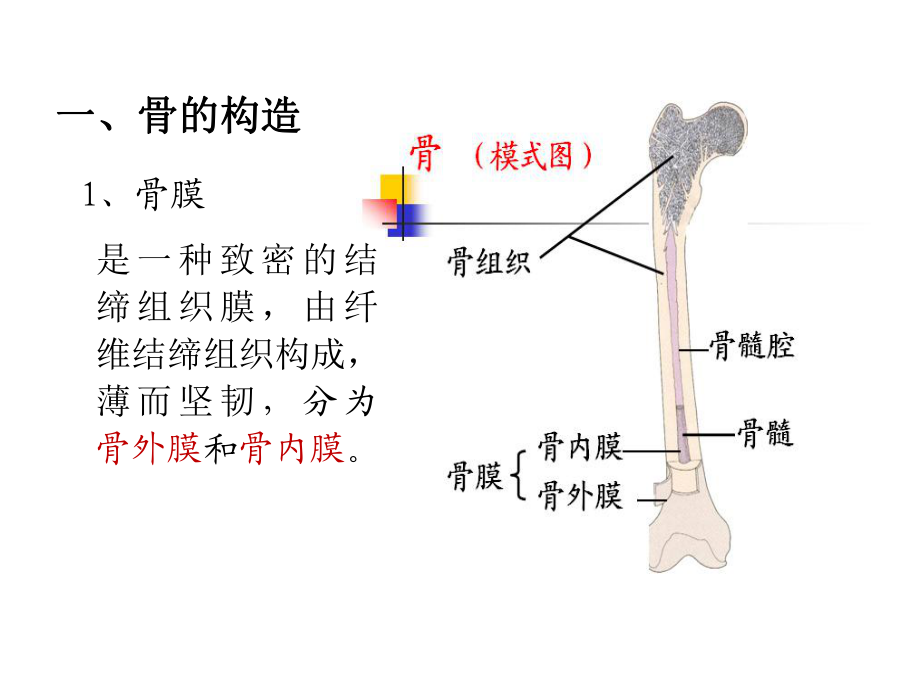 骨组织结构示意图图片