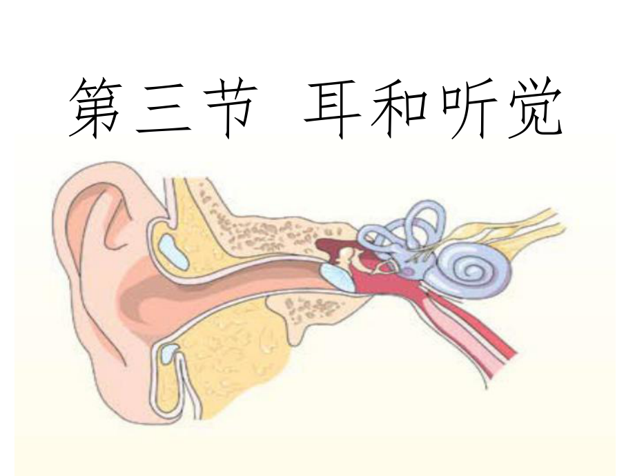 七年级下册耳的结构与听觉的形成PPT课件_第1页