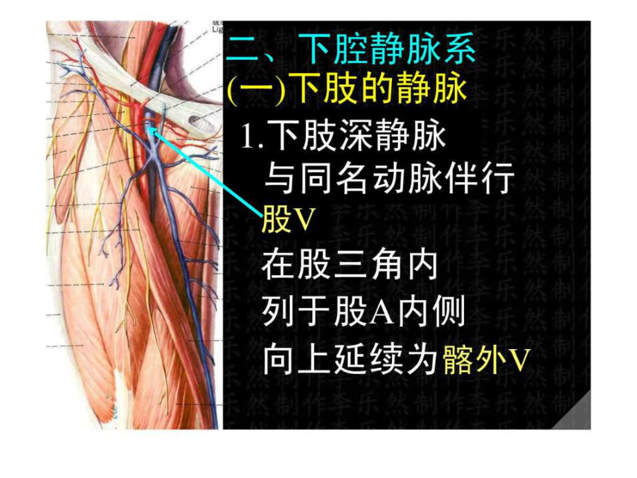 39下腔静脉.ppt_第1页