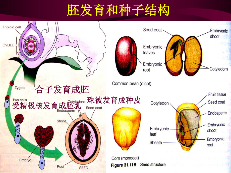 植物组织培养chapter7植物的胚胎培养
