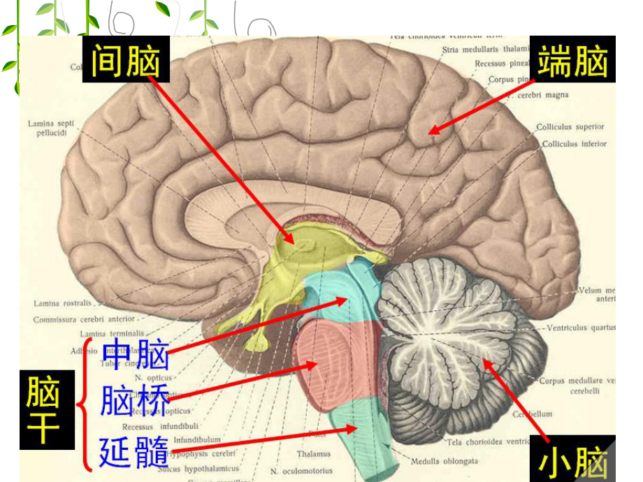 腦血管供血pppt件