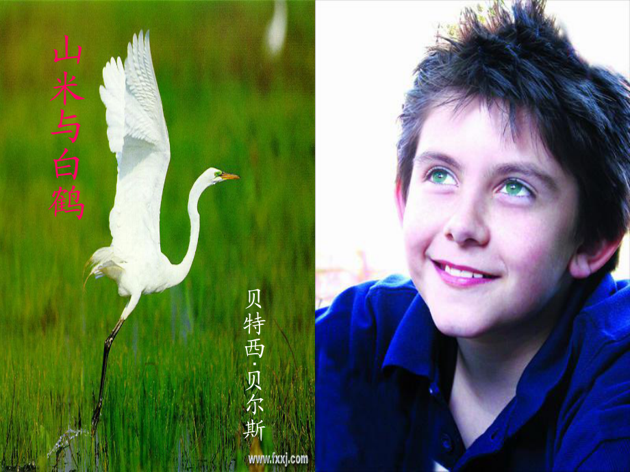 （语文版）初中语文八年级上册《山米与白鹤》教学课件_第1页