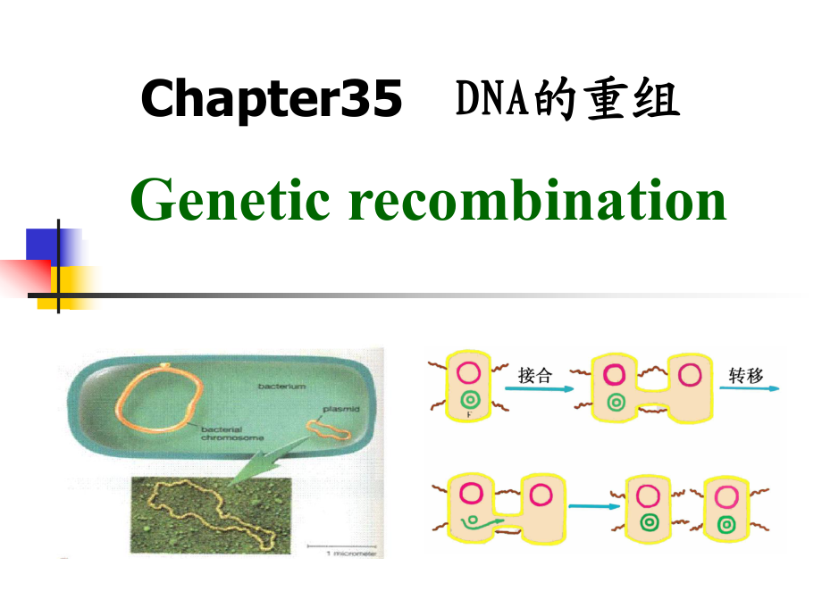 生化學(xué) 第35章DNA重組_第1頁(yè)