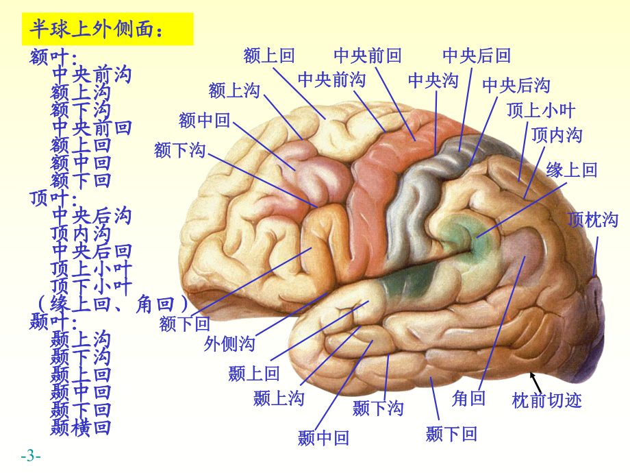 端脑图片