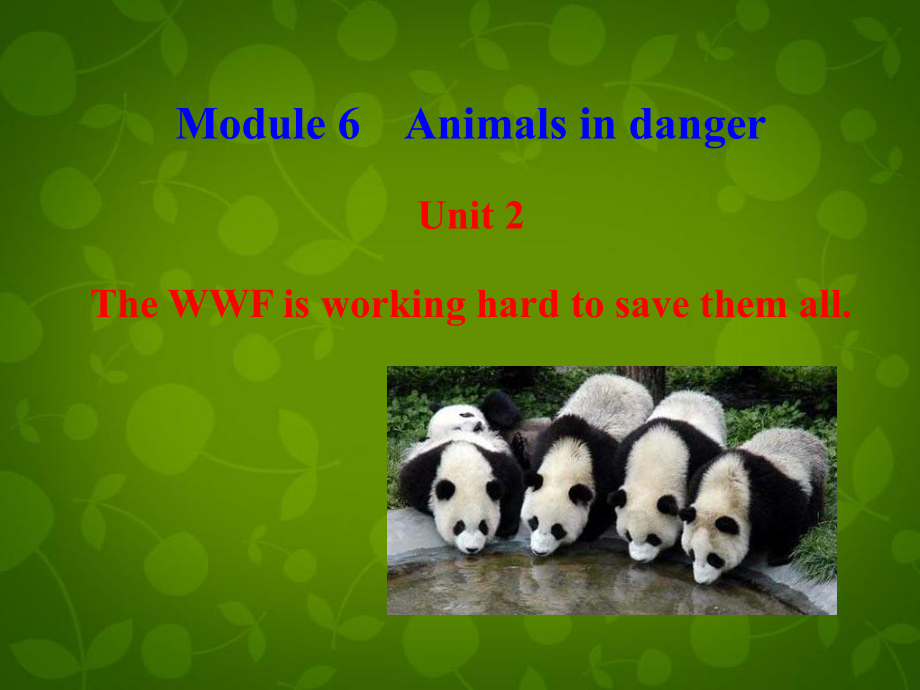 四川省華鎣市明月鎮(zhèn)小學(xué)八年級英語上冊 Module 6 Unit 2 The WWF is working hard to save them all課件 新版外研版_第1頁