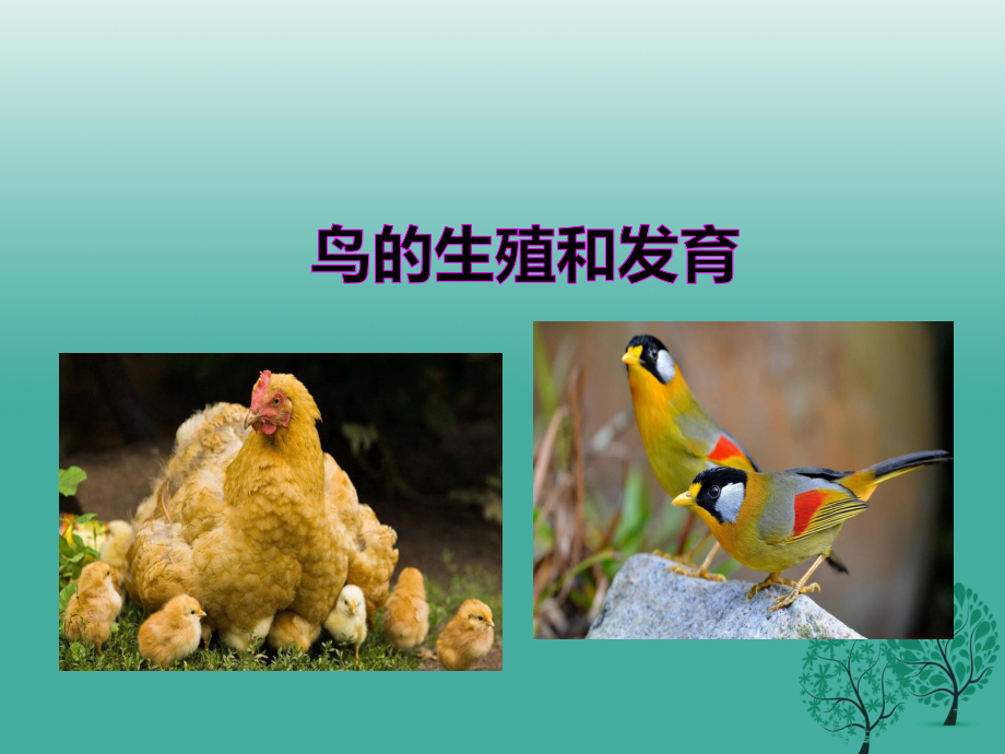 八年級(jí)生物上冊(cè) 第二章 第三節(jié)鳥(niǎo)的生殖和發(fā)育課件 新版濟(jì)南版_第1頁(yè)