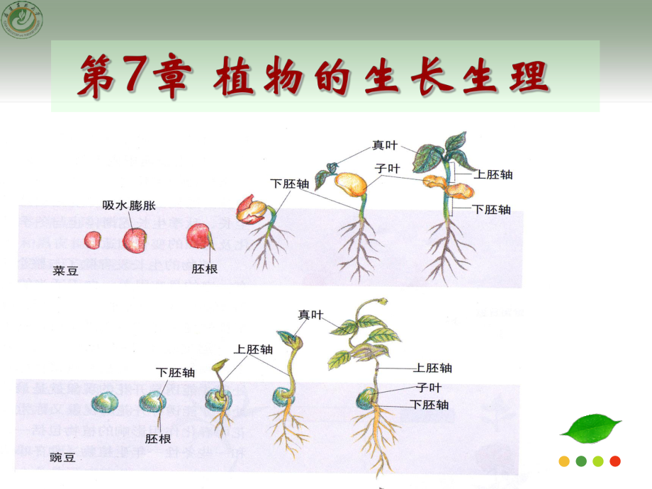 植物生理學：第7章 植物的生長生理上-1_第1頁