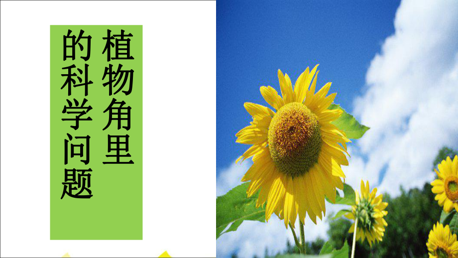 《1 植物角里的科學(xué)問(wèn)題》 課件1.ppt_第1頁(yè)