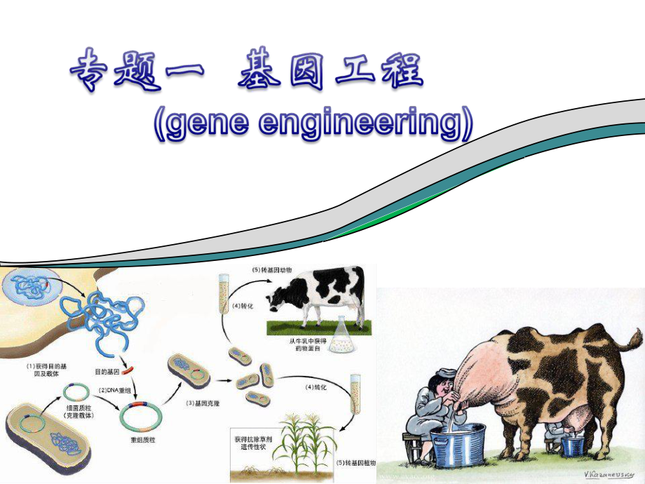 專題一 基因工程選修三DNA重組技術(shù)的基本,基因工程的基本操作程序,基因工程的應(yīng)用,蛋白質(zhì)工程的崛起_第1頁