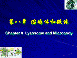 中国海洋大细胞生物09溶酶体和微体ppt课件
