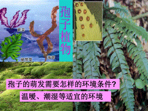 廣東省東莞市虎門外語學(xué)校七年級(jí)生物上冊(cè) 第三單元 第一章 第二節(jié) 種子植物課件 新版新人教版