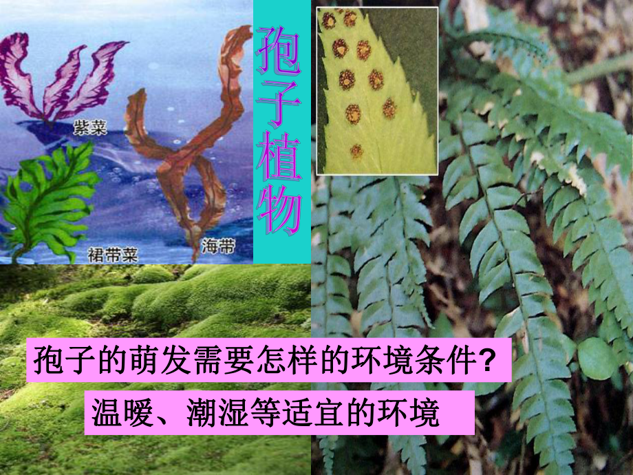 廣東省東莞市虎門外語學(xué)校七年級生物上冊 第三單元 第一章 第二節(jié) 種子植物課件 新版新人教版_第1頁