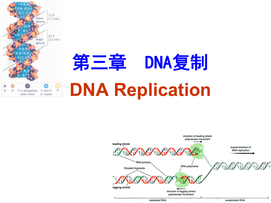 分子生物學(xué)：第三章 DNA的復(fù)制_第1頁