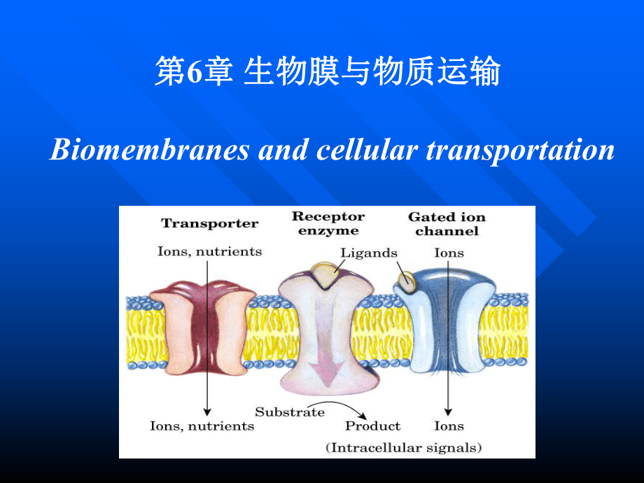 考研科目,動物生物化學 第6章 生物膜與物質(zhì)轉(zhuǎn)運_第1頁