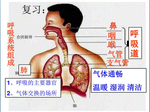 生在肺的气体交换