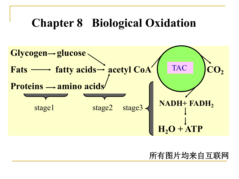 生物化學(xué)：Chapter 8 Biological Oxidation_第1頁(yè)