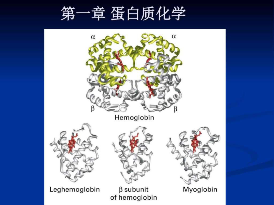 第1章 蛋白質(zhì)化學.ppt_第1頁