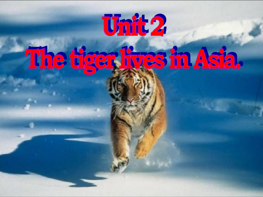 外研版初中英語七年級上冊Module 6 Unit 2 The tiger lives in Asia課件_第1頁