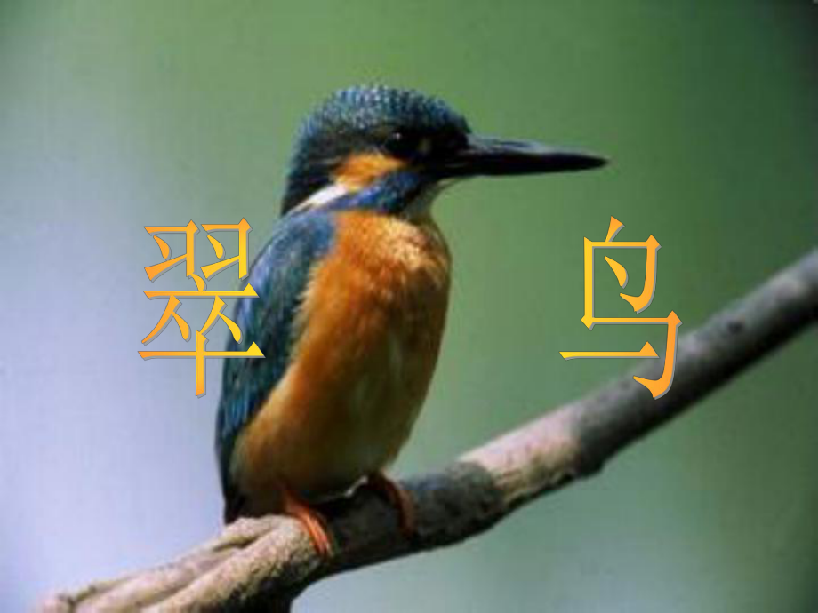 三年級(jí)下冊(cè)語(yǔ)文課件 5翠鳥(niǎo)人教新課標(biāo)(共8張PPT)_第1頁(yè)