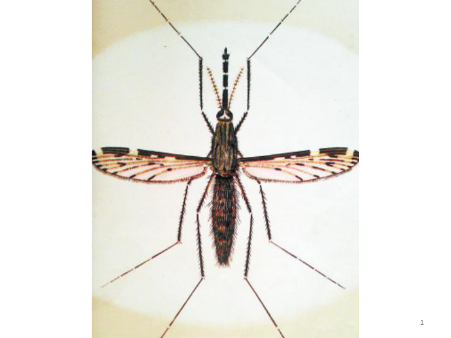 传染病学：疟疾（malaria）_第1页