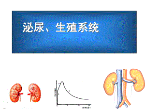 核医学课件：泌尿、生殖系统