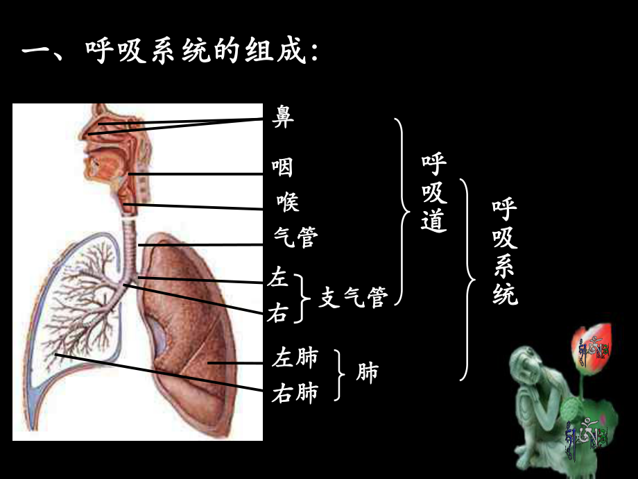 31呼吸道對空氣的處理