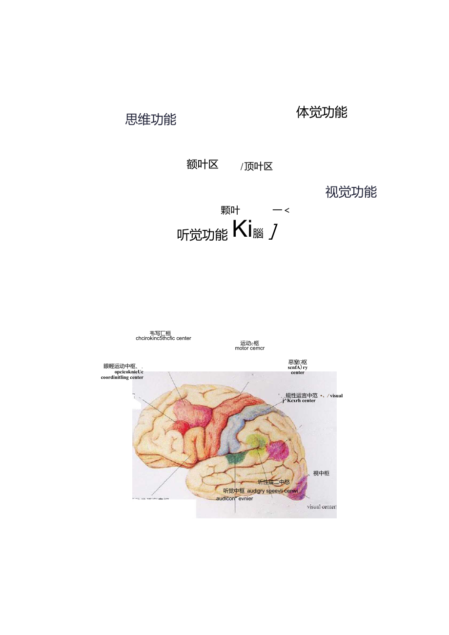 各腦區劃分及功能大腦對應的功能區