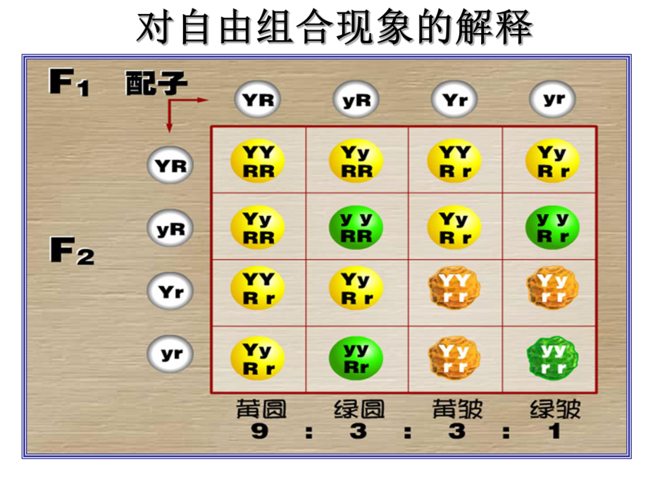 12孟德尔的豌豆杂交实验课件6