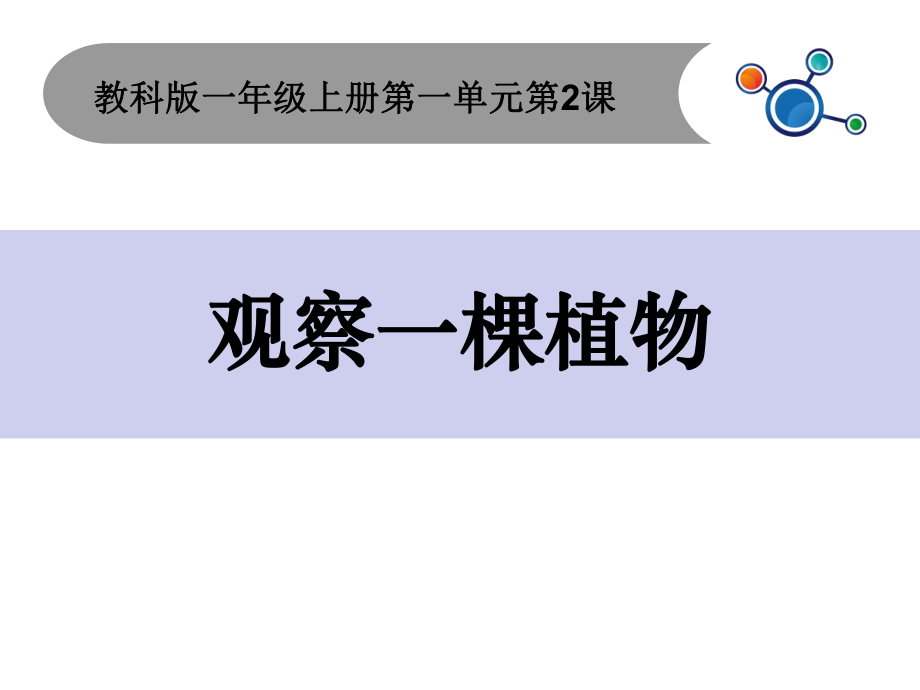 一年级上册科学课件 1.2观察一棵植物 ｜全国通用(共17张PPT)教学文档_第1页