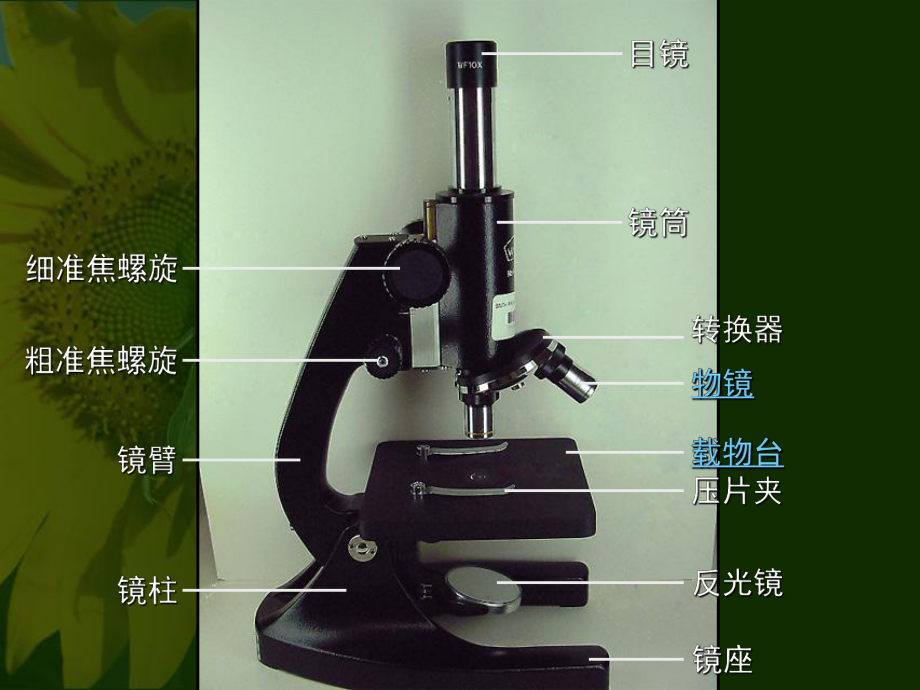 水绵显微镜结构图图片