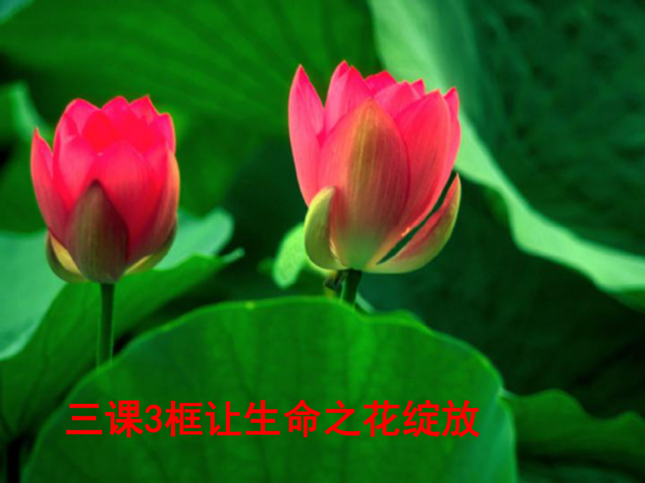 汉中马凤7.3.3让生命之花绽放_第1页