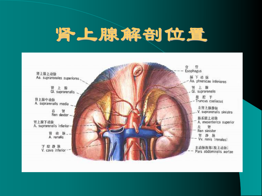 二十六单元肾上腺皮质激素类药物