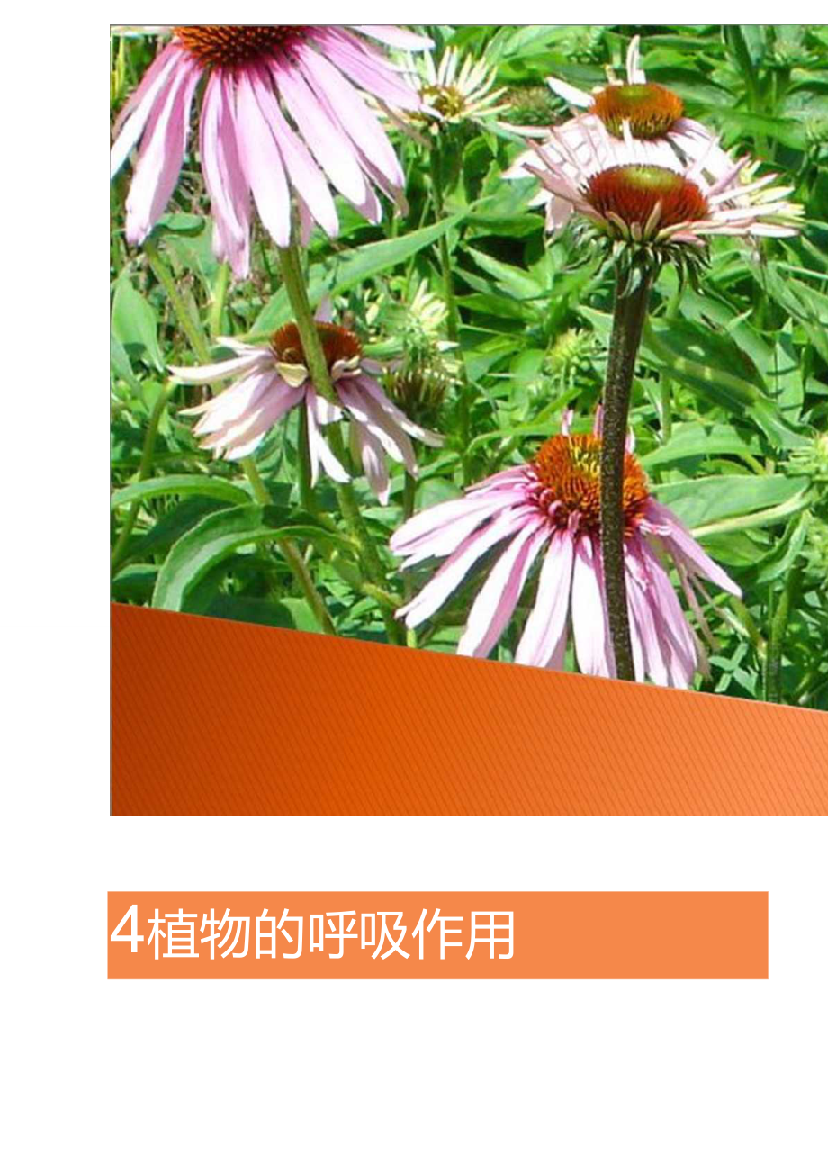 大學植物生理學經典課件04植物的呼吸作用_第1頁